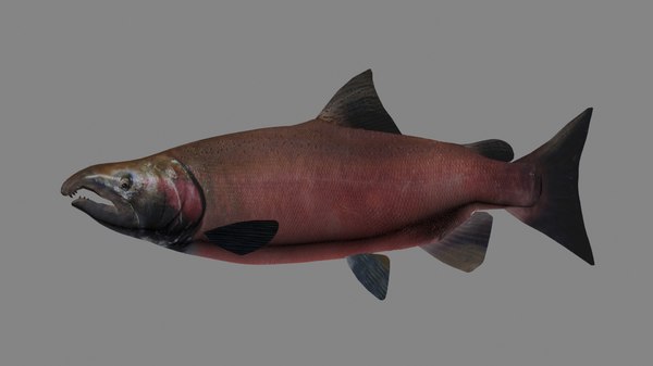 3d coho salmon model