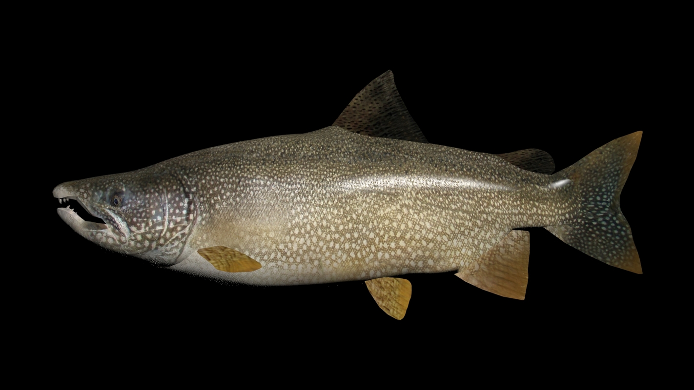 lake trout model