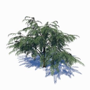albizia tree 3D model