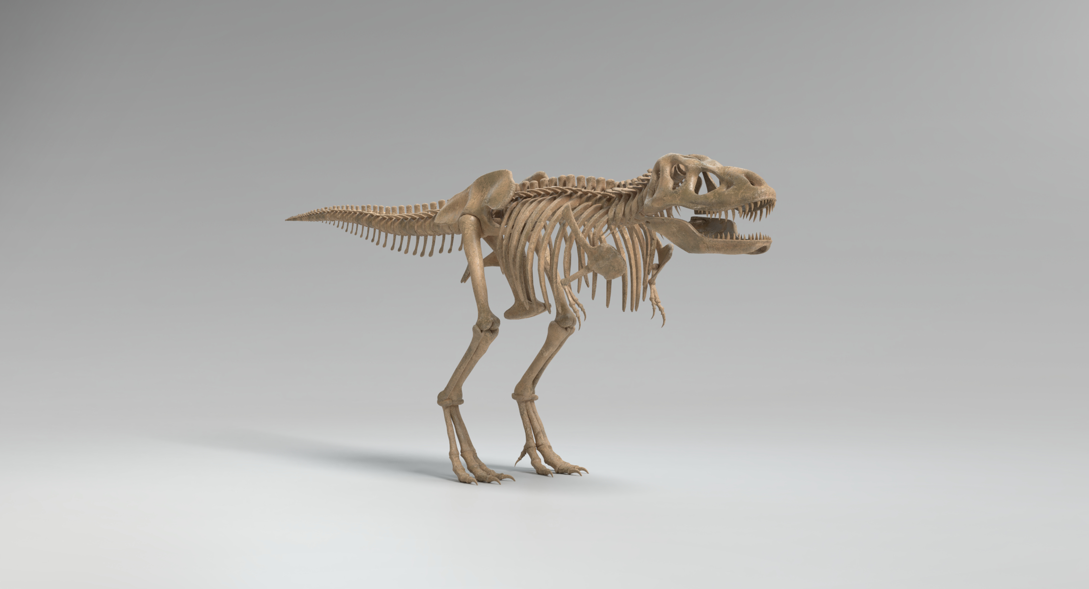 t rex skeleton 3d model