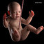 fetus baby 3D model