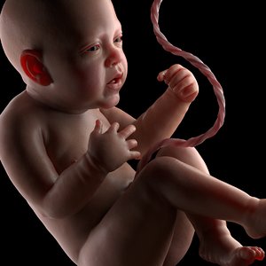 fetus baby 3D model