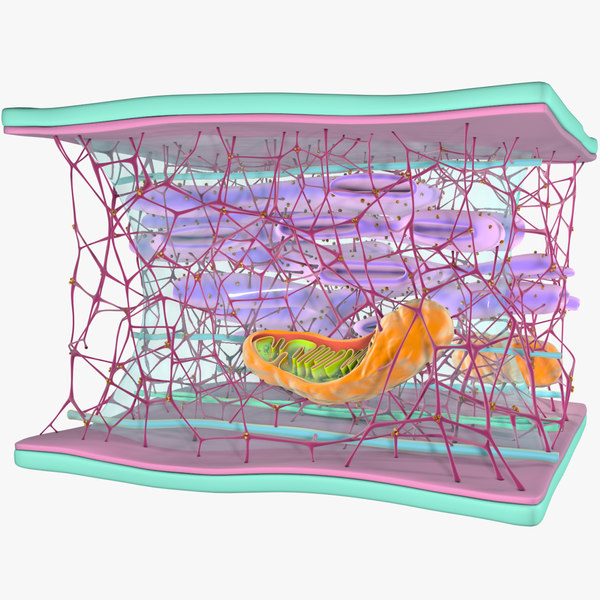 3D cytoskeleton structure cell - TurboSquid 1295229