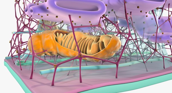 3D cytoskeleton structure cell - TurboSquid 1295229