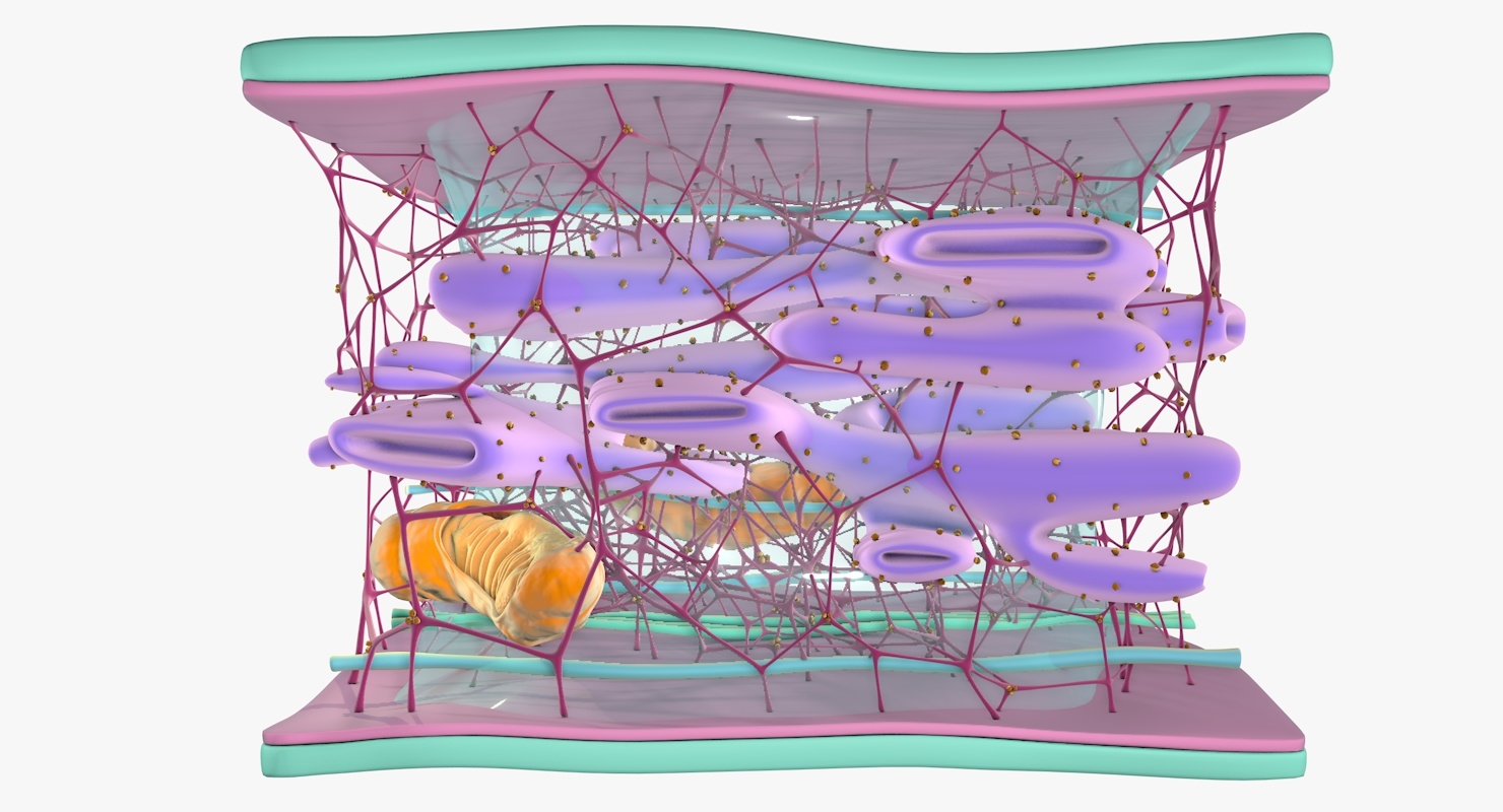 3D cytoskeleton structure cell - TurboSquid 1295229