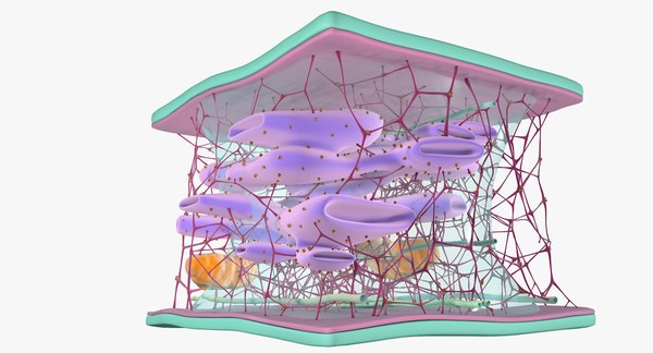 3D cytoskeleton structure cell - TurboSquid 1295229