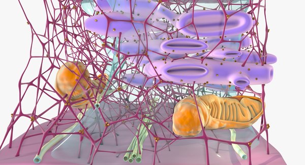 3D cytoskeleton structure cell - TurboSquid 1295229