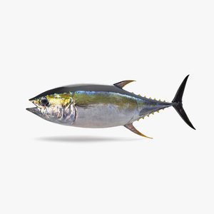 yellowfin tuna 3D model