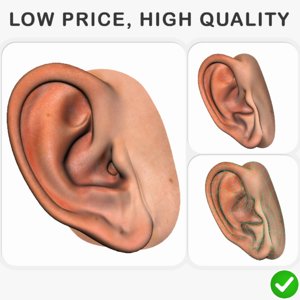 3D realistic human ear model