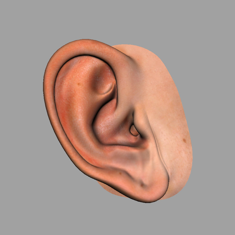 3D realistic human ear model - TurboSquid 1295637