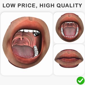 3D realistic rigged human mouth model
