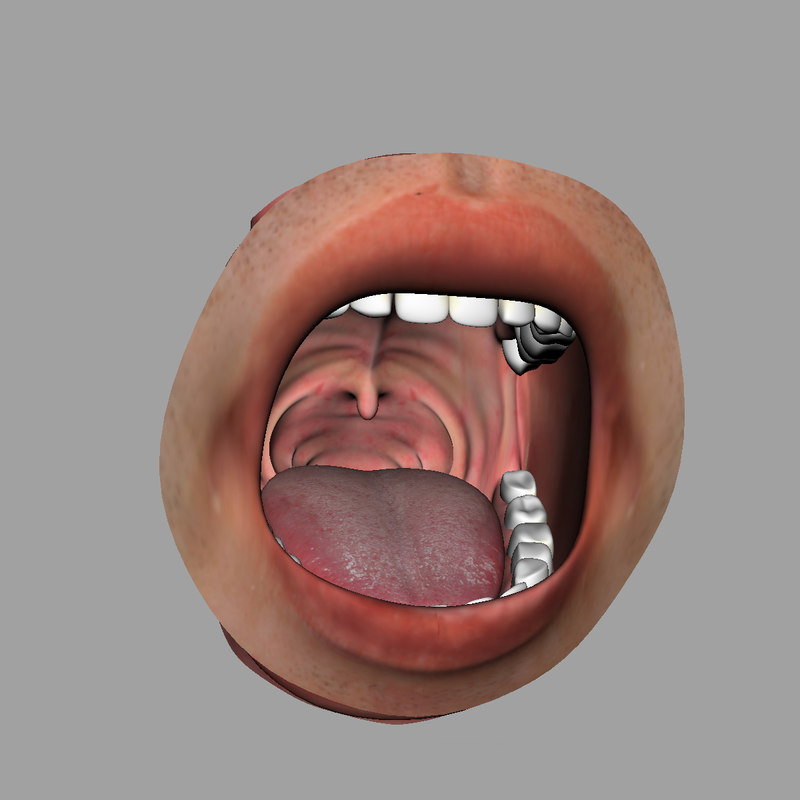 3d Realistic Rigged Human Mouth Model Turbosquid 1296066