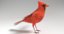 3D set birds owl animations