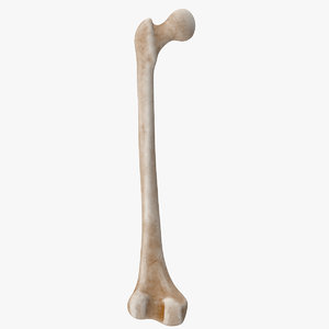 3D thigh bone femur model