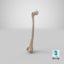 3D thigh bone femur model