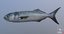 3D fish wahoo barracuda