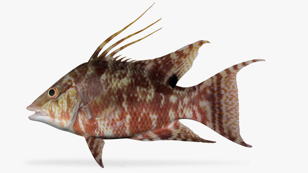 hogfish fish 3d model