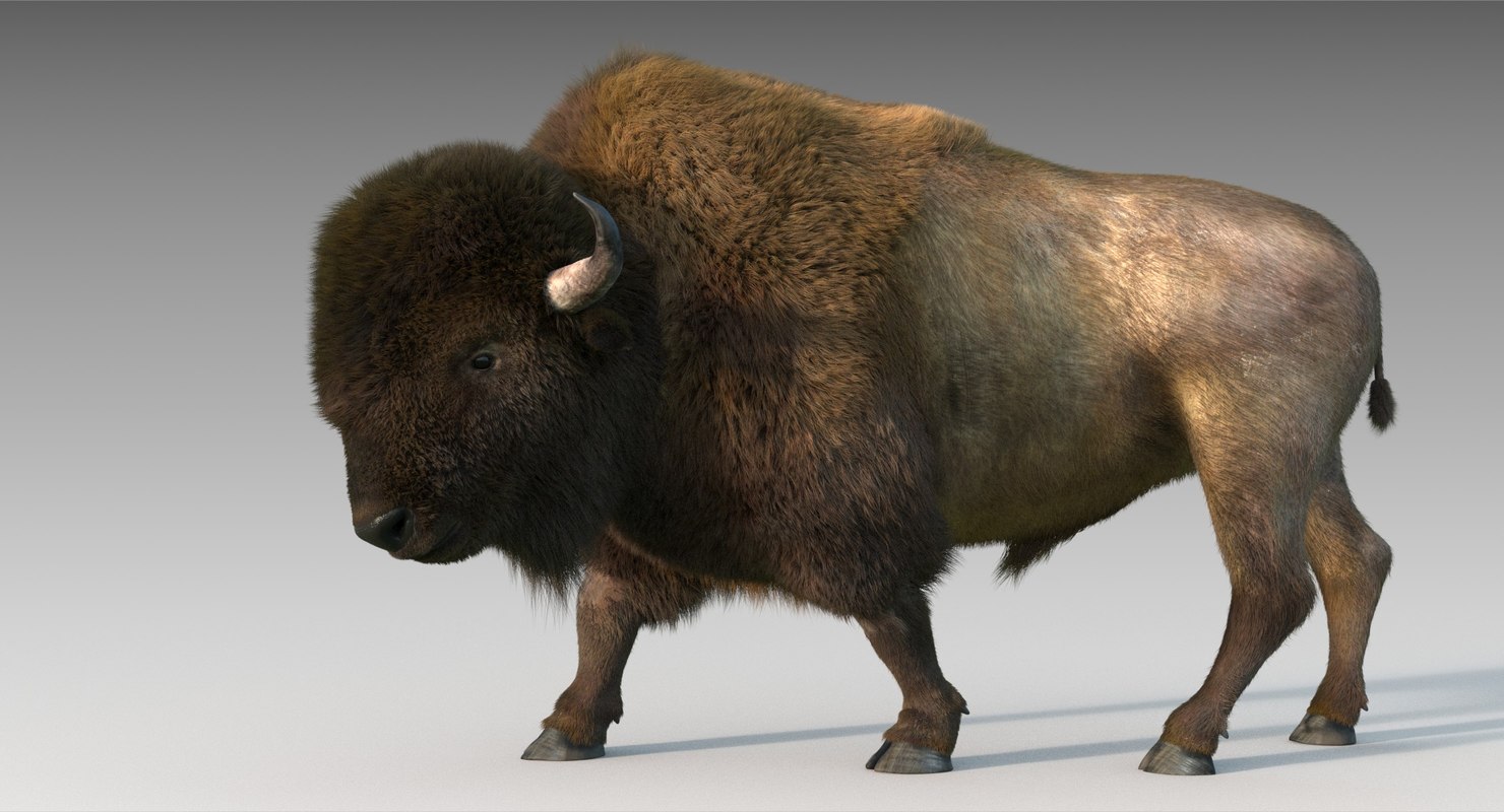 Бизон дата выхода. Bison bull 3d model. Бизон STL 3d. Бизон модель. 3d модель зубра.