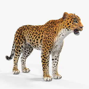 3D leopard fur