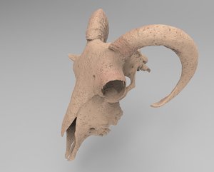 3D ram horn skull model