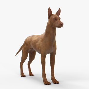 3D arnold pharaoh hound rigging model