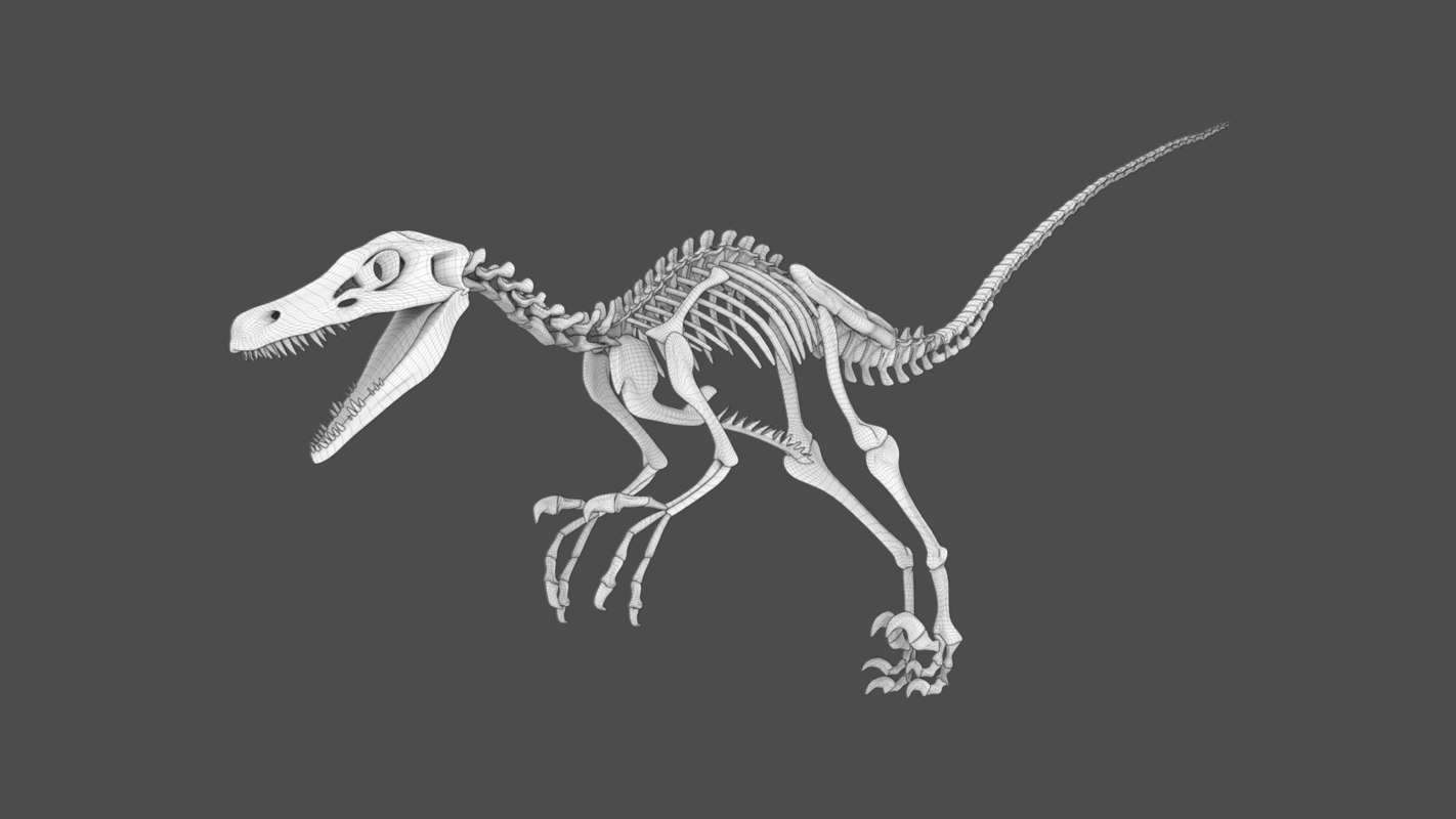 3D skeleton raptor TurboSquid 1296979
