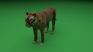 tiger wildlife animal model