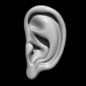 Free 3D Ears Models | TurboSquid