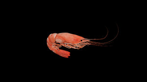 crevette shrimp 3D model