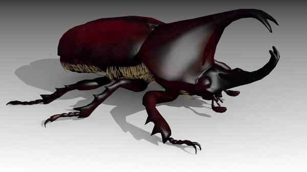 rhinoceros beetle 3d model