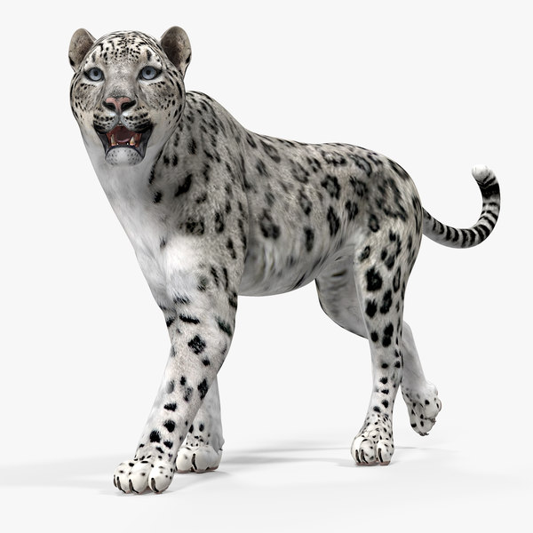 3D model snow leopard walking pose