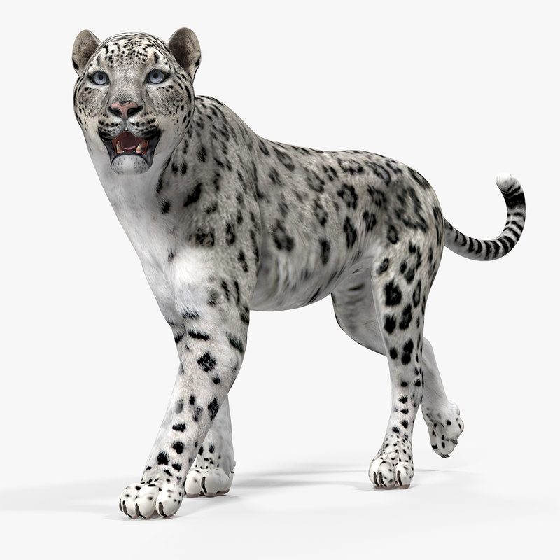 3D model snow leopard walking pose TurboSquid 1297441