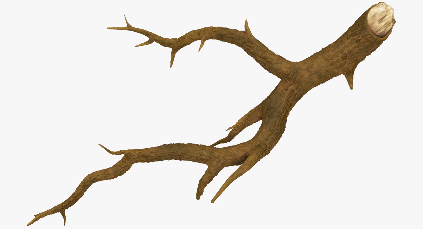 tree-branch-3d-turbosquid-1297699