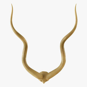 3D authentic kudu horn pair model