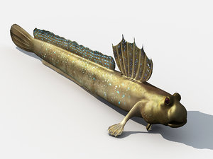 3D jump fish boleophthalmus