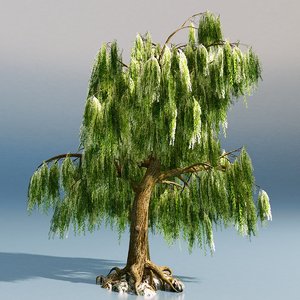3D model weeping willow