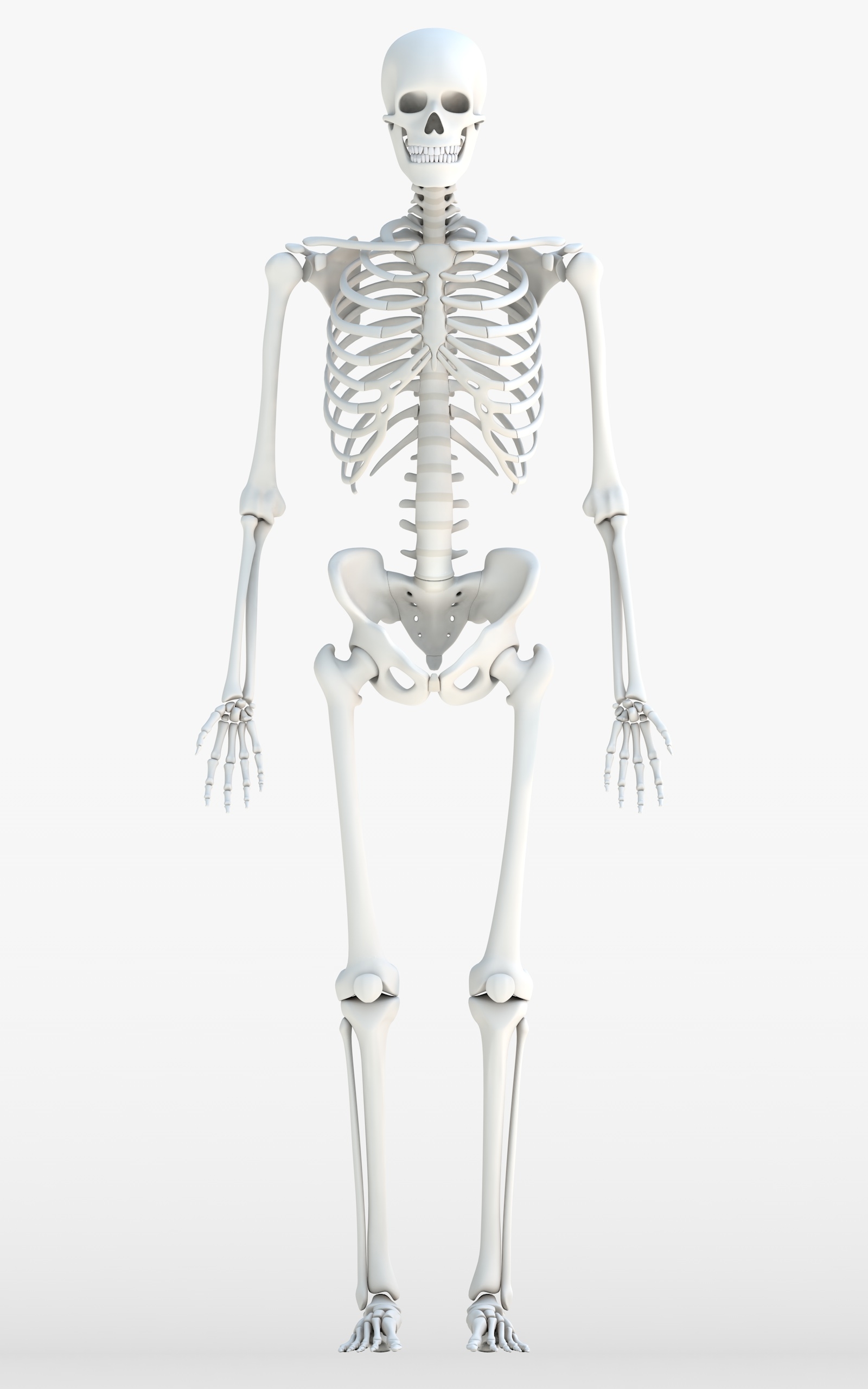 Прямо на скелет. Скелет человека. Скелет человека на белом фоне. Полный скелет человека. Скелет в полный рост.