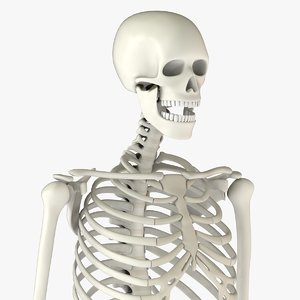 3D human skeleton
