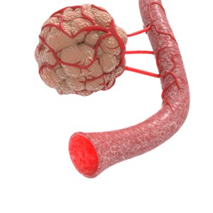 3D tissues cells cancerous angiogenesis model