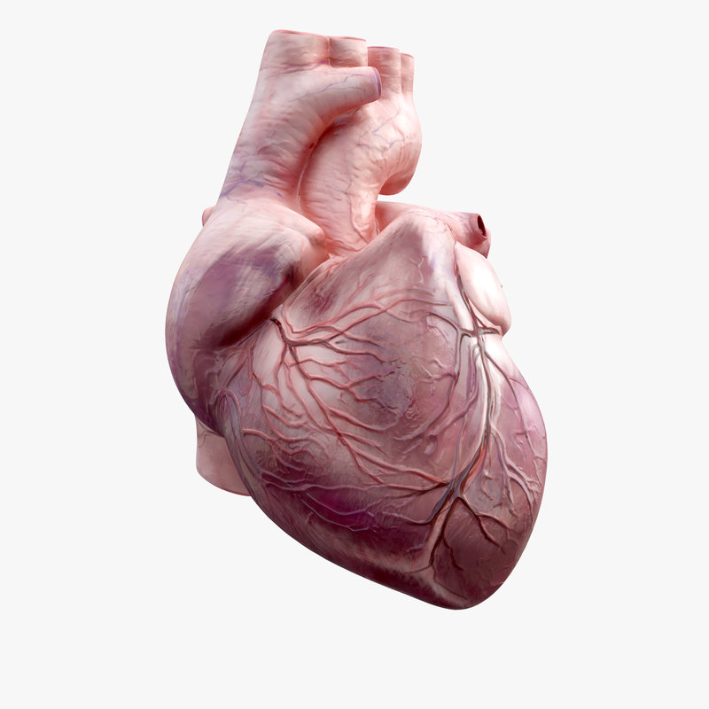 Human Heart Animation 3d Model - Turbosquid 1298711