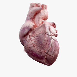 human heart animation 3D model