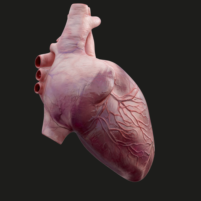 Human heart animation 3D model - TurboSquid 1298711