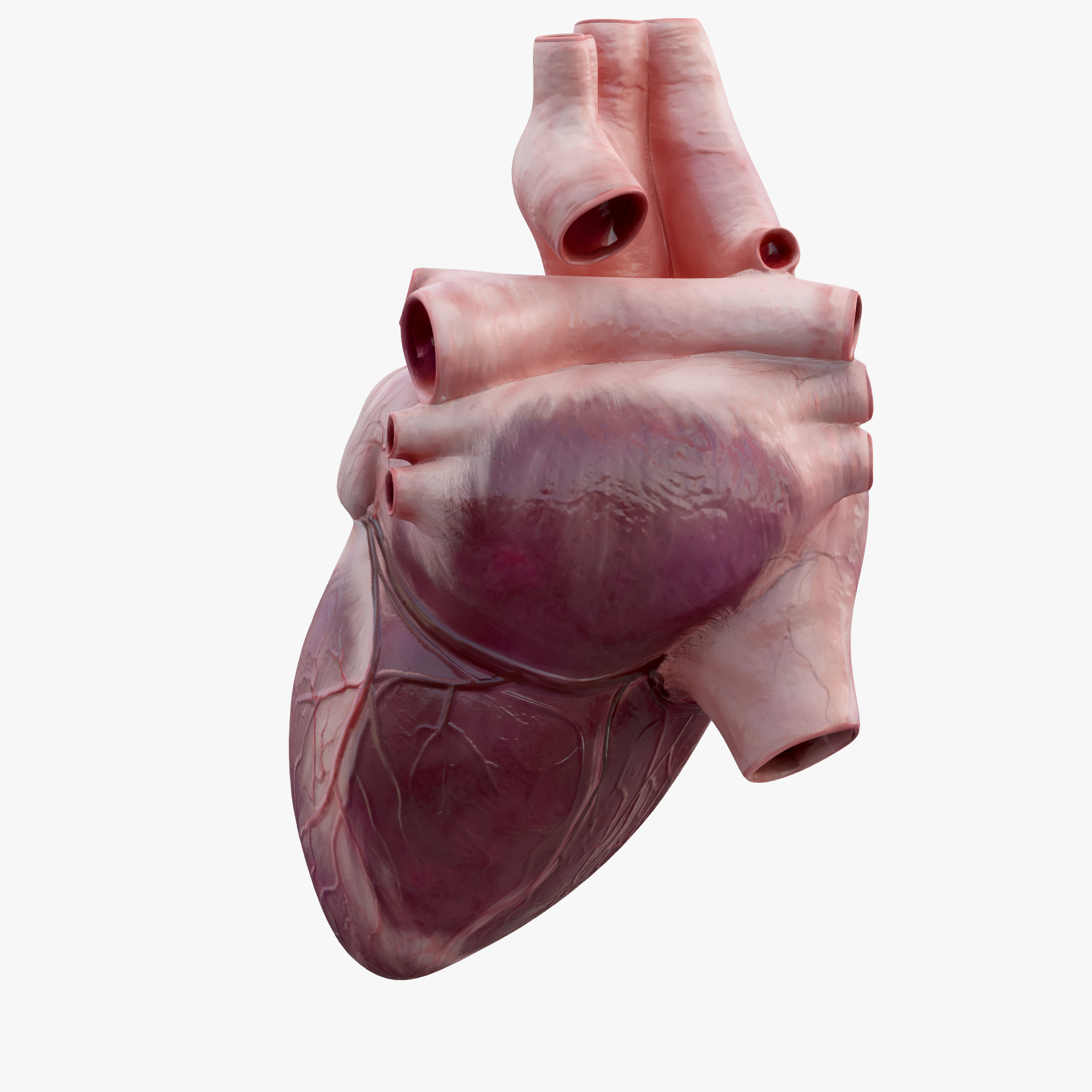 Human heart animation 3D model - TurboSquid 1298711
