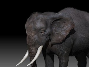 3D elephant rig