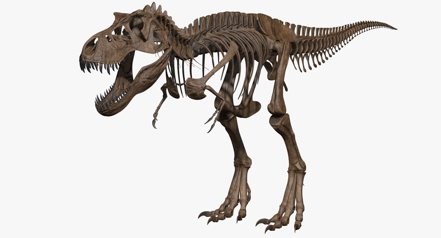 edu toys tyrannosaurus rex skeleton