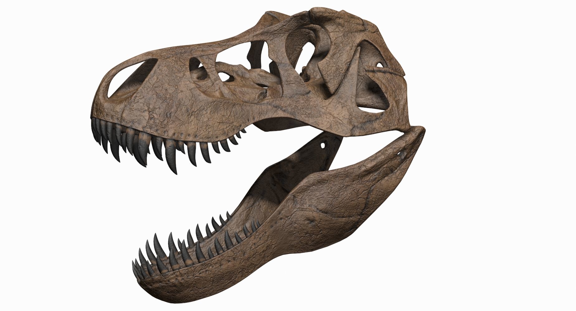 t rex skull 3d model