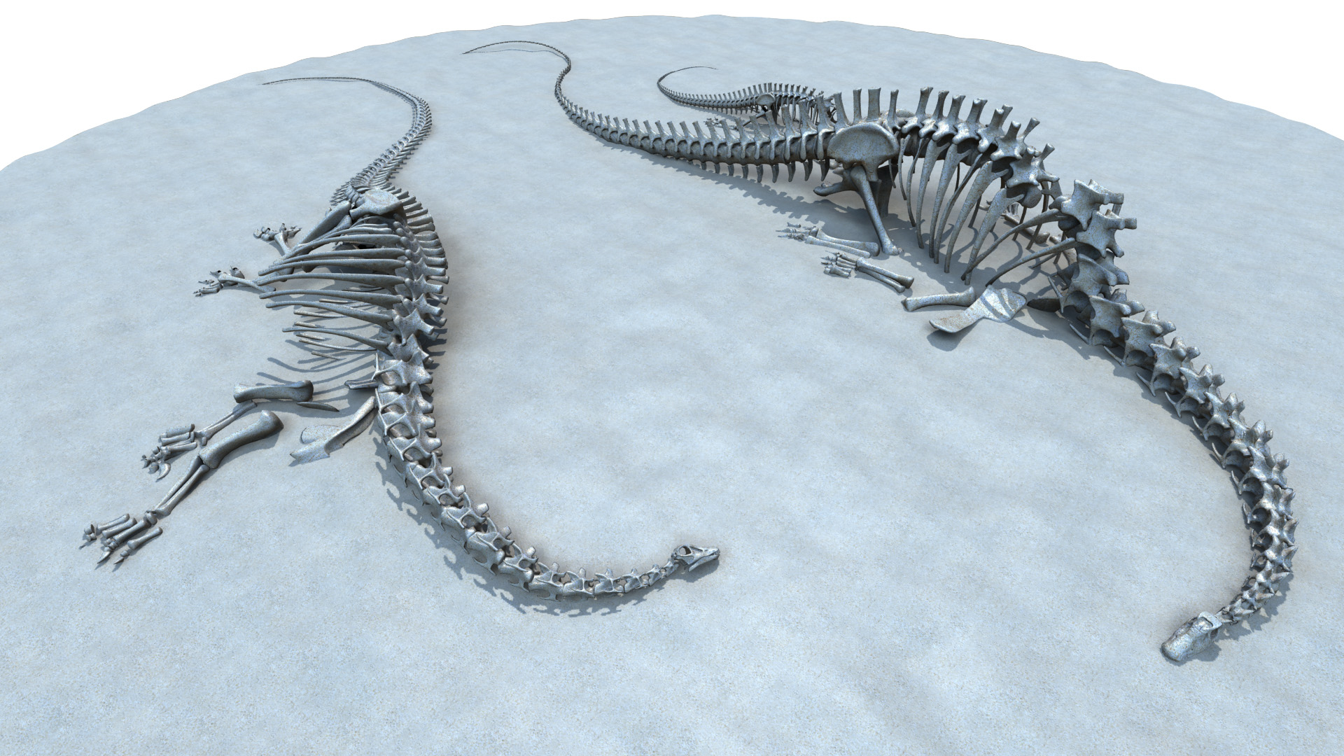 skeleton diplodocus