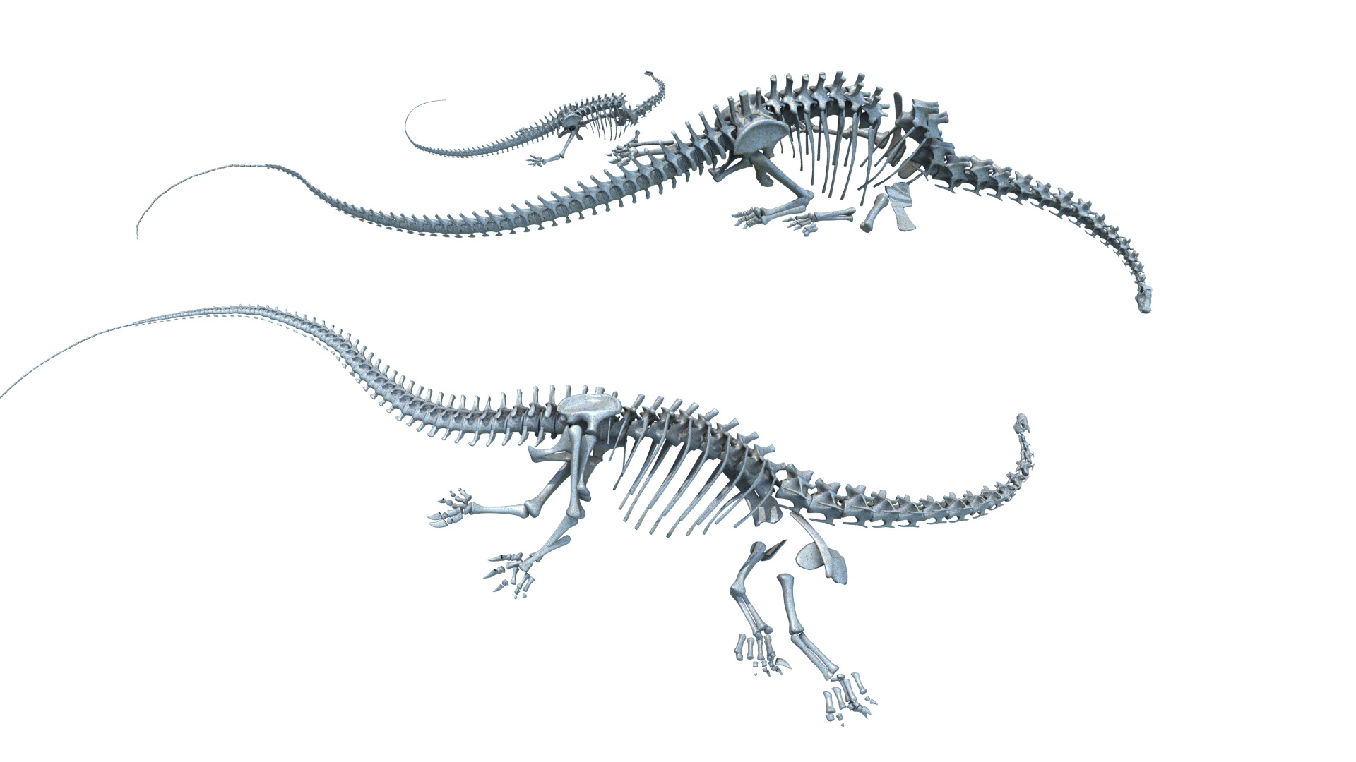 skeleton diplodocus