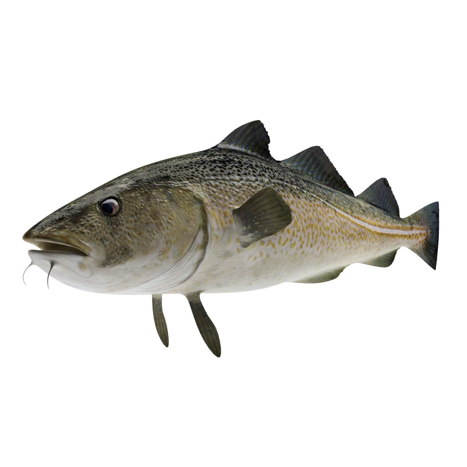 cod fish 3d model