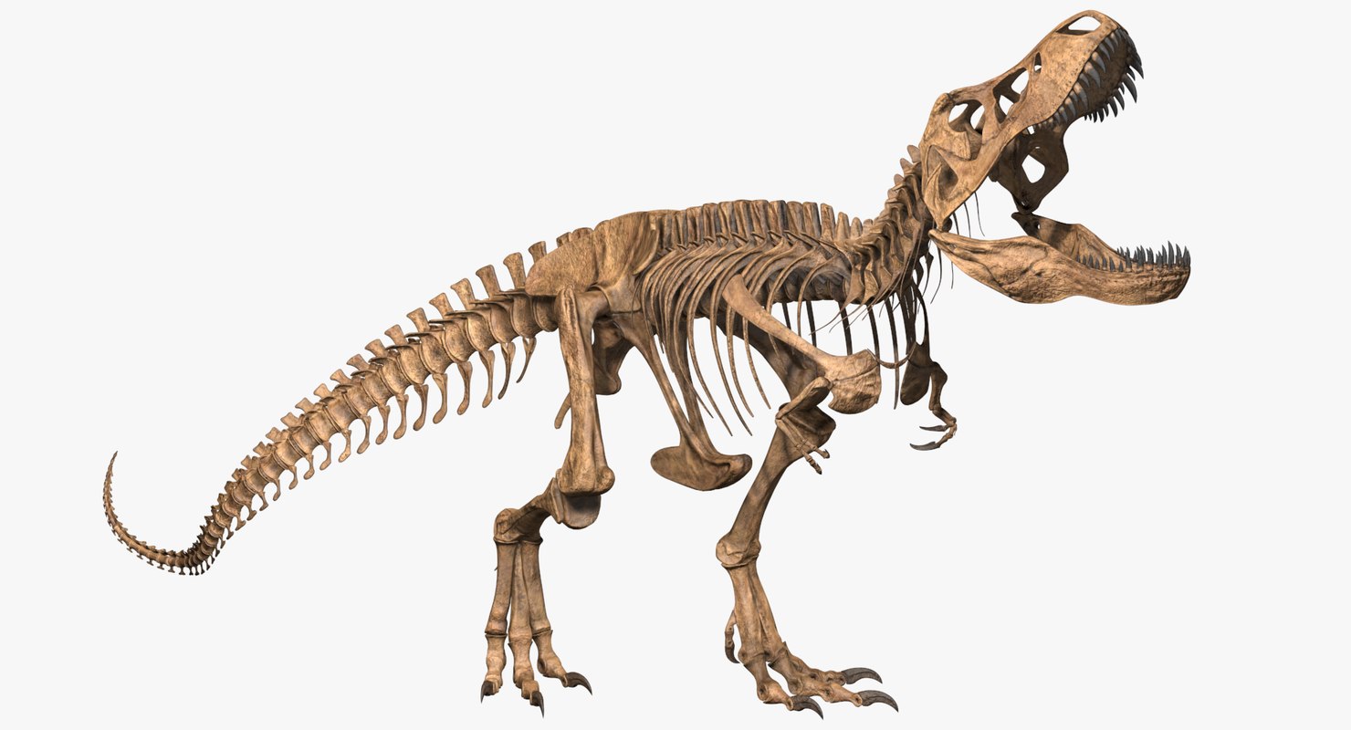 dinosaur skeleton t rex